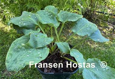 Hosta A Scape Plan